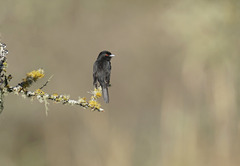 Knipolegus cyanirostris