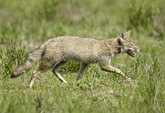 Lycalopex gymnocercus