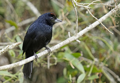 Tachyphonus coronatus