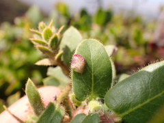Exobasidium arctostaphyli