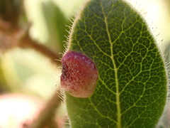 Exobasidium arctostaphyli