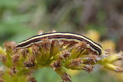 Trichordestra legitima