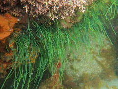 Chaetomorpha melagonium