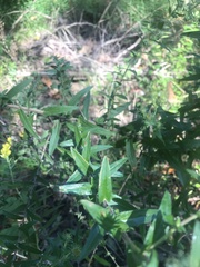 Symphyotrichum novae-angliae