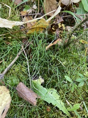 Equisetum scirpoides