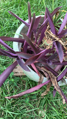 Tradescantia pallida