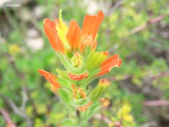 Castilleja glandulosa