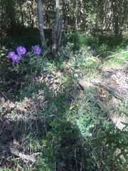 Symphyotrichum novae-angliae