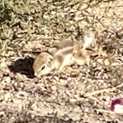 Ammospermophilus leucurus