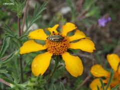 Acmaeodera scalaris