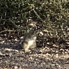 Ammospermophilus leucurus