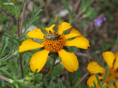 Acmaeodera scalaris
