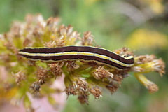 Trichordestra legitima