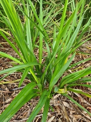 Dianella longifolia