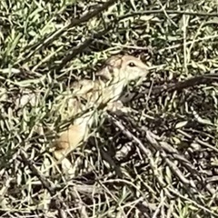 Ammospermophilus leucurus