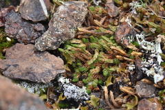 Selaginella densa scopulorum