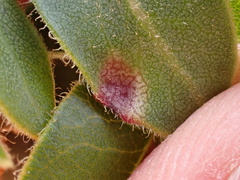 Exobasidium arctostaphyli
