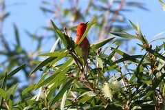 Myzomela sanguinolenta