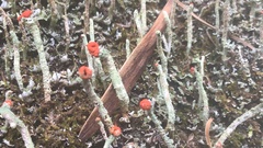 Cladonia macilenta