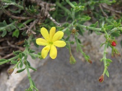 Menodora