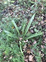 Hymenocallis occidentalis