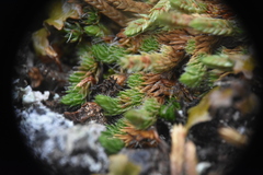 Selaginella densa scopulorum