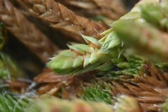 Selaginella densa scopulorum