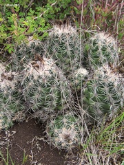 Neolloydia conoidea