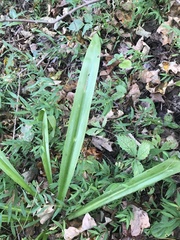 Hymenocallis occidentalis