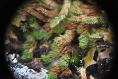 Selaginella densa scopulorum