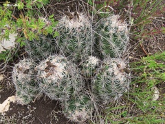 Neolloydia conoidea
