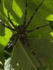 Dolomedes albineus