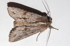 Ichneutica ustistriga