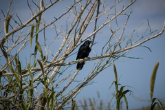 Corvus ossifragus