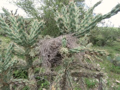 Auriparus flaviceps