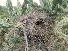 Auriparus flaviceps