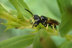 Philanthus lepidus