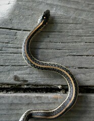 Thamnophis radix