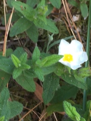 Cistus psilosepalus