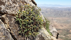 Ericameria cuneata macrocephala