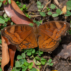 Junonia hedonia