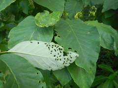 Magnolia acuminata