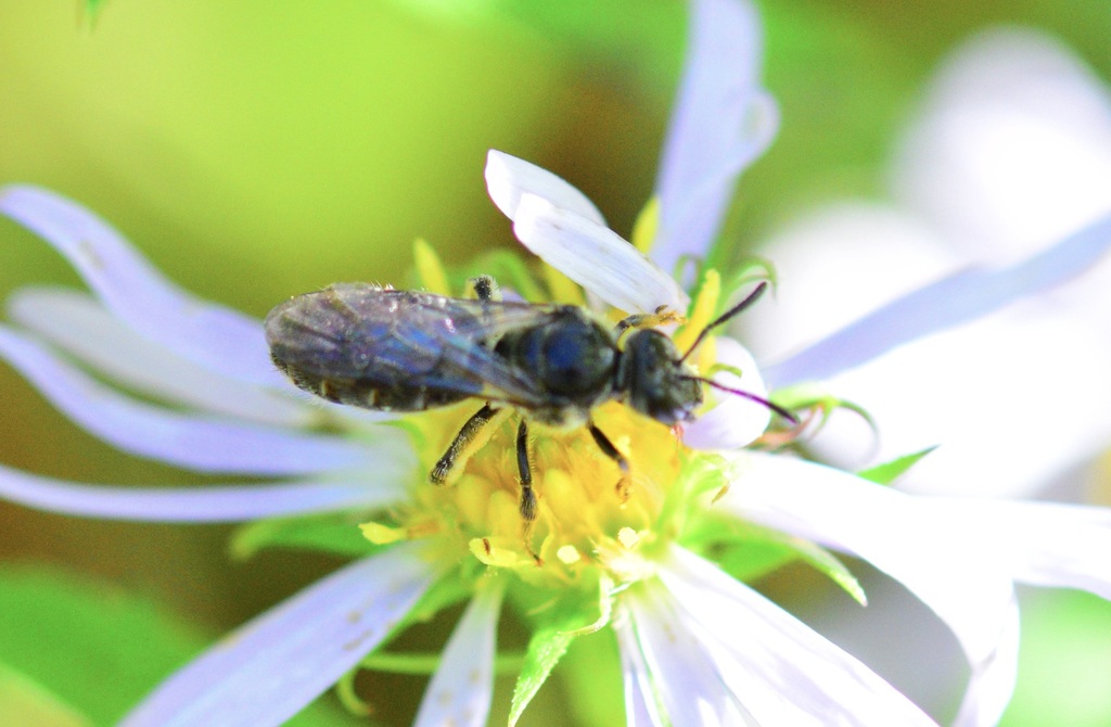 Ground Cherry Sweat Bee