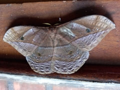 Saturniidae