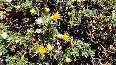 Ericameria cuneata macrocephala