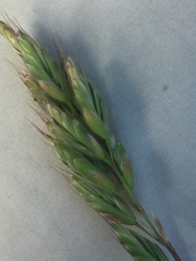 Bromus scoparius