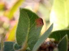 Exobasidium arctostaphyli
