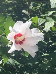 Hibiscus