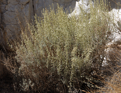 Artemisia bigelovii