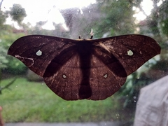Saturniidae